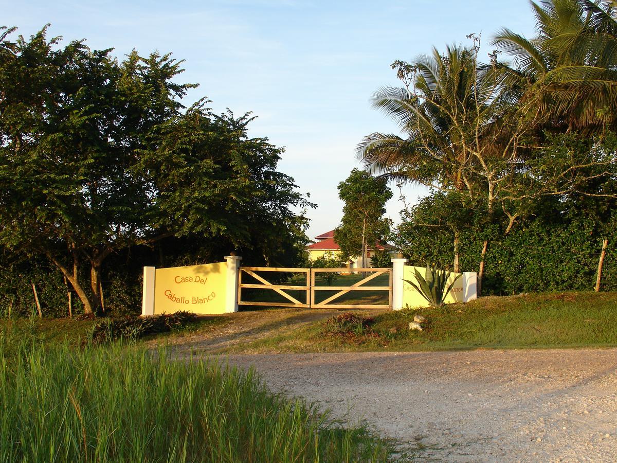 Casa Del Caballo Blanco Hotel San Ignacio Exterior photo